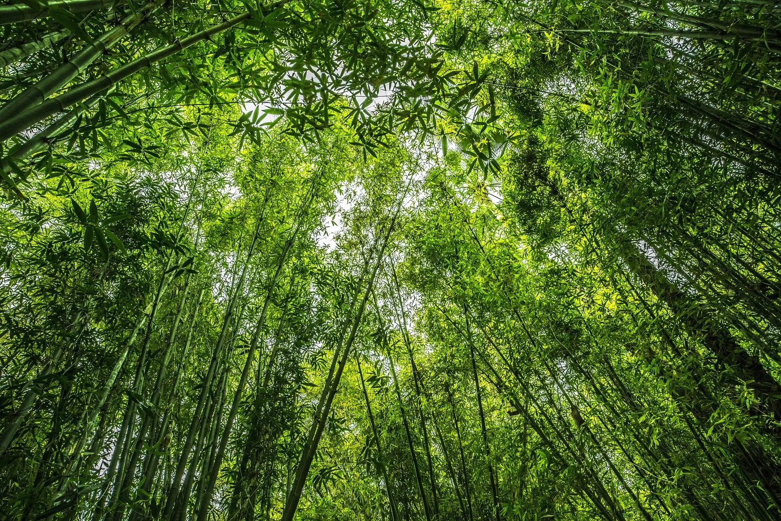 INFOS-L’ÊTRE 4 – Stage d’ÉVEIL SANTÉ – juin 2021