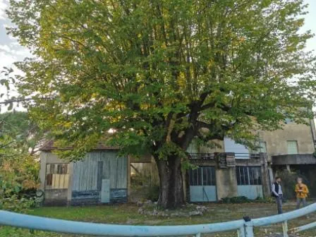 Photo propre du lieu avant travaux : le grand arbre et le bâtiment